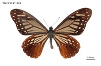 藏品(斑鳳蝶)的圖片